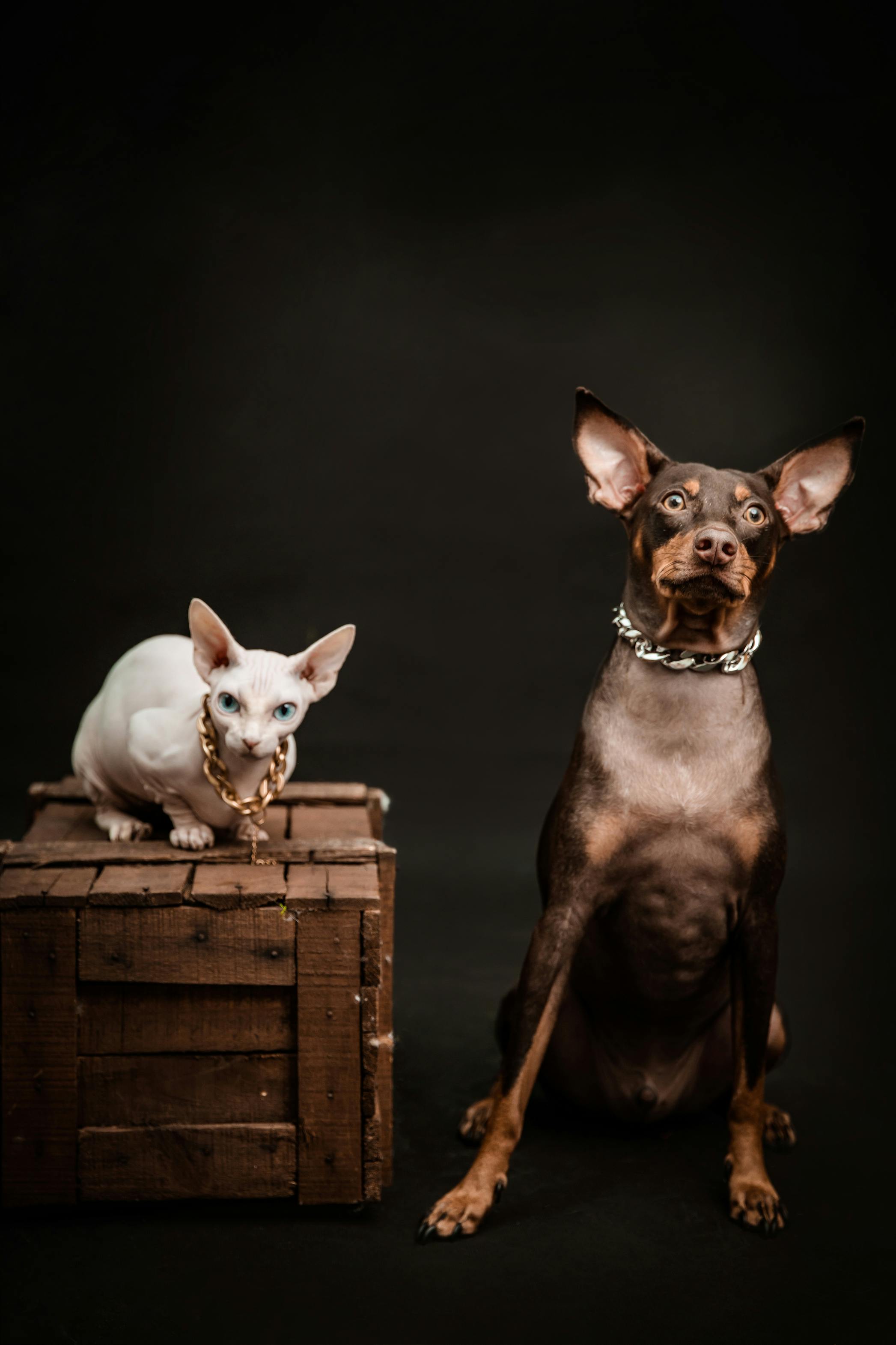 Everything Your Pet Loves